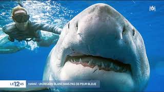 Hawaï  un requin blanc mais pas de peur bleue [upl. by Betthezel]