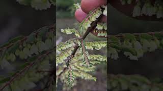 Stream edge Phyllanthus  with amazing cute flowers [upl. by Silrak]