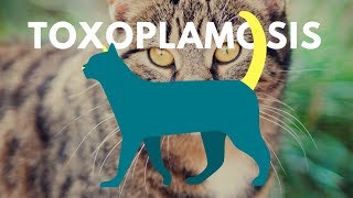 Toxoplasma gondii ❤ [upl. by Drye]