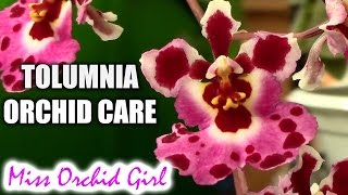 Orchid care  Tolumnia Orchids watering fertilizing reblooming [upl. by Enilrad]