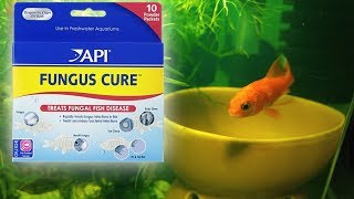 API Fungus Cure Comet Goldfish WORKS [upl. by Arimat]