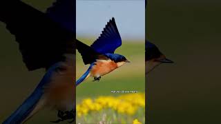 CloseUp of a Swallow Natures Elegant Wings 🕊️📸 [upl. by Ramhaj]