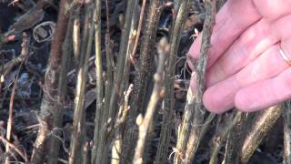 Titlis Busy Garden 2012 Week 3  Yet More Pruning [upl. by Hareehat799]