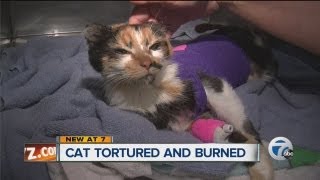 Cat tortured and burned [upl. by Ennair816]