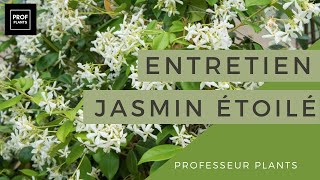 JASMIN ÉTOILÉ MULTIPLICATION  UTILISATION ET ENTRETIEN [upl. by Endaira210]