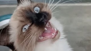 Cat Meows Compilation 72 [upl. by Leahcimauhsoj]