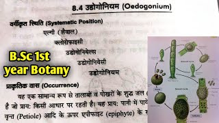 Oedogonium Algae  Oedogonium Algae reproduction in hindi  BSc 1st year botany first semester [upl. by Ewold197]