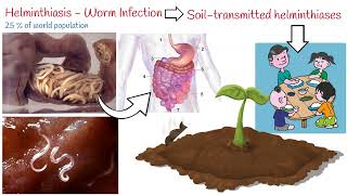 Helminthiasis  3 Most Common Parasitic Worms Ascaris Whipworm Hookworm [upl. by Nibbor]