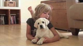 White Velvet Cotton Fluff Lab Puppy [upl. by Lonne]