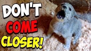 We Rescued a Screaming Puppy [upl. by Klein]