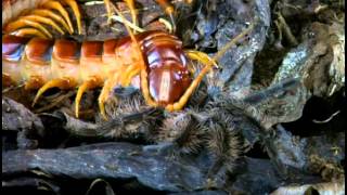 Tarantulas And Their Venomous Relations [upl. by Ibib333]