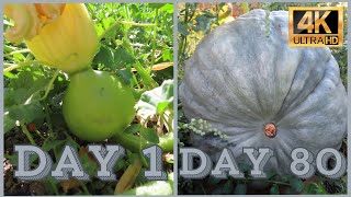 4K  Grey Pumpkin Growing Time Lapse  Success [upl. by Kuth]