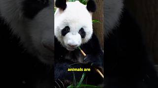 10 FASCINATING ANIMALS AND BIRD PART 6  Giant Panda Bamboo Lovers  WILD IN A MINUTE  panda [upl. by Londoner491]