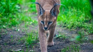 10 Fascinating Facts About Lynx AI Generated [upl. by Creigh]