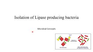 Isolation of lipase enzyme producing microbes with viva question MSc Microbiology practical series [upl. by Lokkin200]