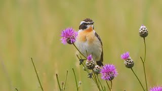 Bramborníček hnědý Saxicola rubetra Whinchat Braunkehlchen [upl. by Enyaht847]