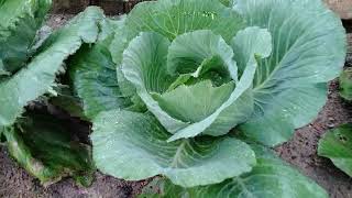 Cabbage Brassica oleracea [upl. by Ecnal]