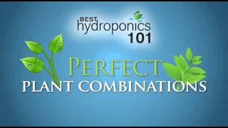 Best Hydroponics System for Growing 420 Marijuana  420 Hydroponics 101 [upl. by Lund]