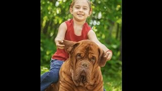 Le Dogue de Bordeaux [upl. by Lorianne534]