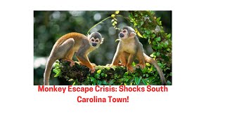 SHOCKING Monkey Breakout Rocks South Carolina Town [upl. by Duester]