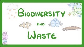 GCSE Biology  How Human Waste Reduces Biodiversity  Explained 89 [upl. by Hoebart]