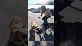 Loose Dog Aggressively Lunges at Husky [upl. by Nylirac451]