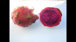 Fruta de Pitaya de Costa Rica  Hylocereus costaricensis [upl. by Mahmud]