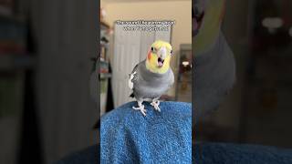 Yums is distressing my jeans cockatiel parrot bird [upl. by Wilterdink602]