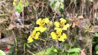 OrchidWeb  Tolumnia guianense [upl. by Aremus]