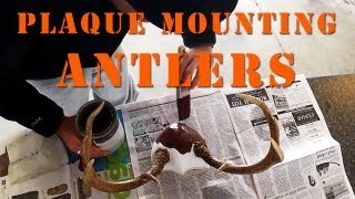 How To Plaque Mount Antlers DIY [upl. by Ysnil]