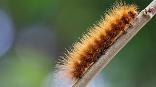 Saturniidae Hemileucinae Hemileucini [upl. by Enehpets468]