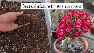 Adenium plant soil mixture Adenium plant care Desert Rose potting mix adenium adeniumplantcare [upl. by Spiers264]