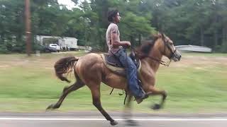 Buckskin singlefooting stallion [upl. by Rodolfo713]