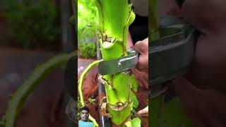 satisfying bonsai gardening garden agriculture diy machine bamboomachine woodworkingtools [upl. by Isoais]