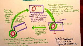 Endospore Germination [upl. by Anrym]