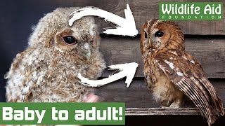 Hand raising baby owls for a life in the wild [upl. by Huda]