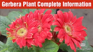 Gerbera Plant Care Tips  Gerbera soil fertilizer sunlight watering requirement amp propagation [upl. by Euphemia]