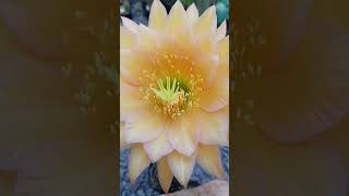 Trichocereus thelegonoides hybrid cactus nature flowers garden succlents gardening plants [upl. by Worl524]