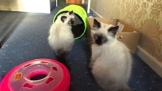 Ragdoll kittens at 3 months [upl. by Radmen]