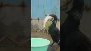 Cormorant eating fish [upl. by Hodess]