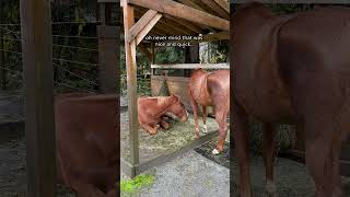 What Do You Call An Interrupting Bir CAAAAAAAW horses roni funny shortsfeed [upl. by Kinnard]