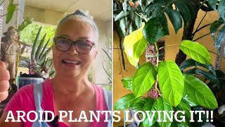 HOUSEPLANT TOUR 4 DOWNSTAIRS WHERE MY PHILODENDRONS LOVE TO GROW 🪴🪴🪴❤️❤️❤️ S1E9 [upl. by Clabo]