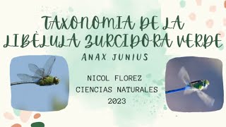 Taxonomía de la Libélula Zurcidora Verde Anax junius [upl. by Seuguh]