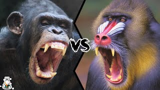 CHIMPANZEE VS MANDRILL  Which is the strongest [upl. by Lehpar469]