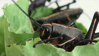 Lubber grasshopper nymphs [upl. by David]