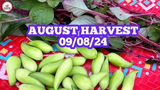 AUGUST 090824 GARDEN HARVEST চায়নিজ পটল এবং ডাটা  ডুগি সংগ্রহ করা 090824 [upl. by Negiam]