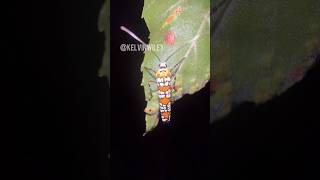 Ailanthus Webworm Moth Encounter [upl. by Relyuc]