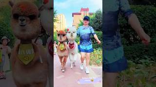 Amazing Lamas😍🤩animals animal animalsvideo cute lama shorts pet petlover short [upl. by Brendan]