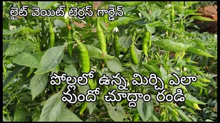 Lightweight terrace garden polam lo vunna Mirchinala vunayo chuddam randi [upl. by Leimad644]