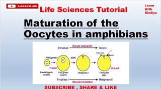 Maturation of oocytes in Amphibians  Developmental Biology  Resumption of Meiosis  Oogenesis [upl. by Elaynad]